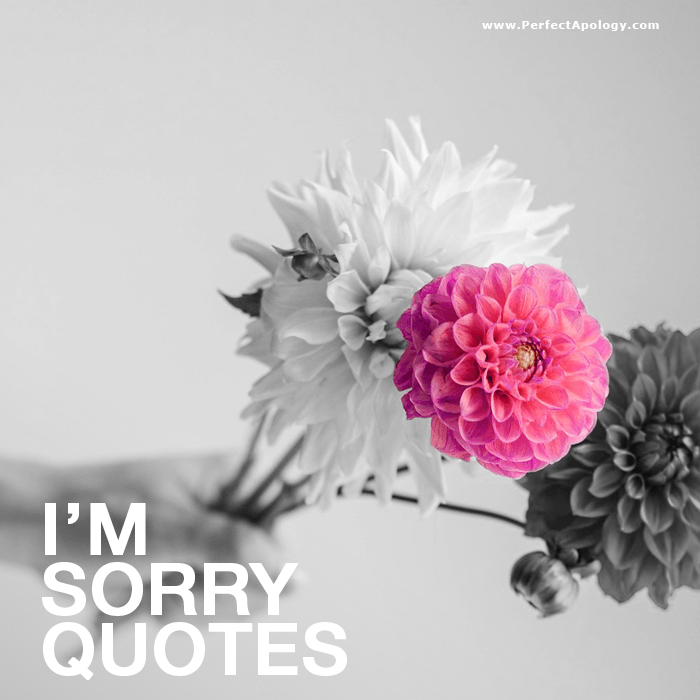 Best 33 I m Sorry Quotes  To Use In Your Apology 