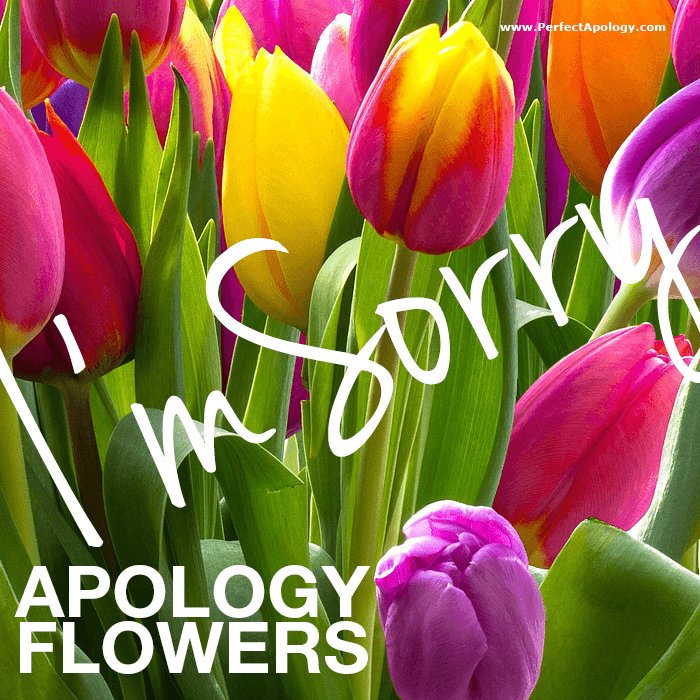 Saying Sorry: Best Apology Flowers & Gift Baskets